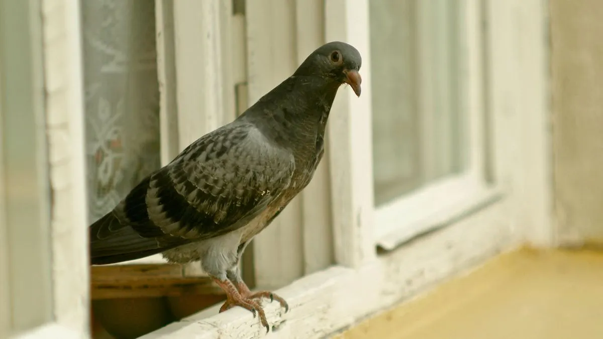De duif bij jou thuis: een natuurlijke boodschap of een spiritueel signaal?
