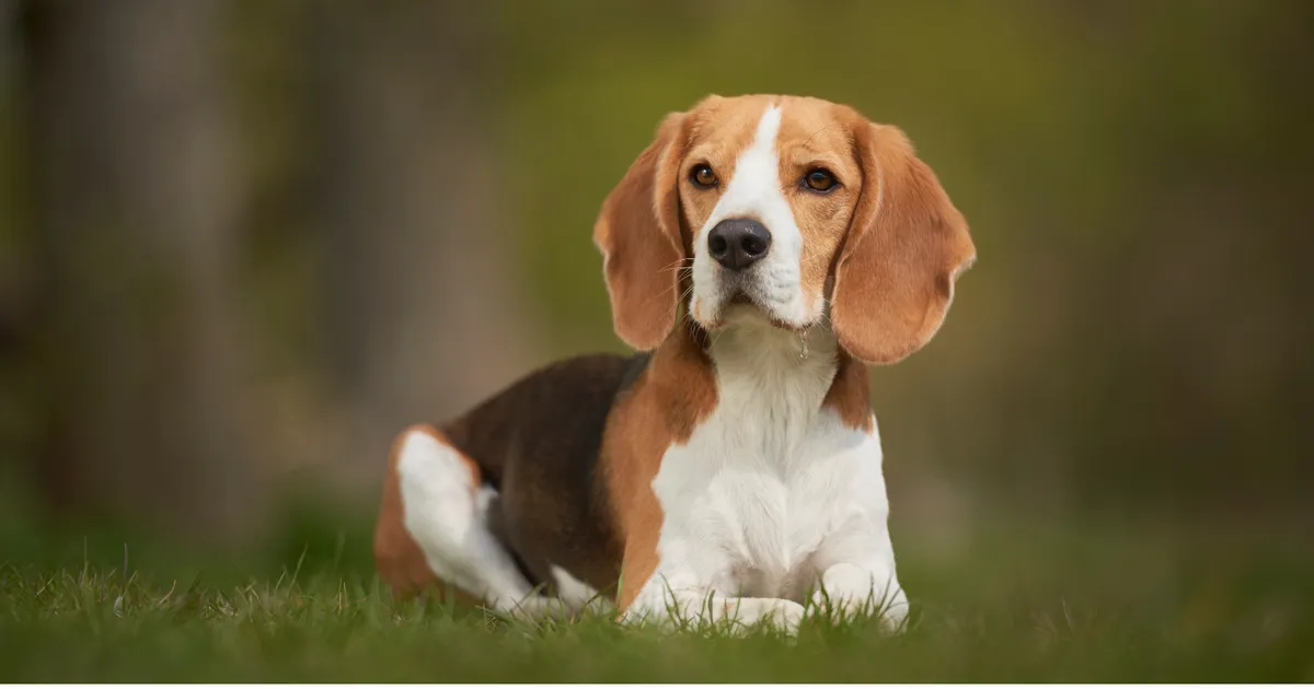 Hondenrassen die de sterkste emotionele banden vormen